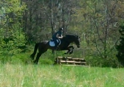 Miller, imported Irish Sport Horse, show jumper, hunter, eventer